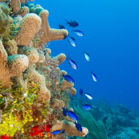 Fish swimming in a coral reef in the Caribbean