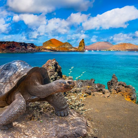 A giant tortoise in the Galapagos Islands