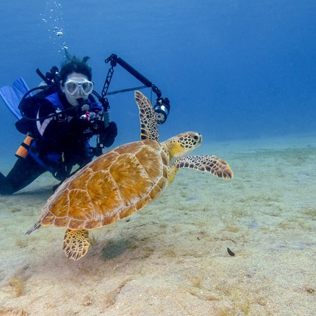 Sea turtles and a diver in the US Virgin Islands