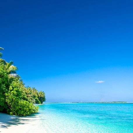 Deserted sandy beach with palms in the Maldives