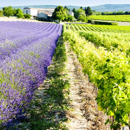 Ground-level view of Lavender fields in France