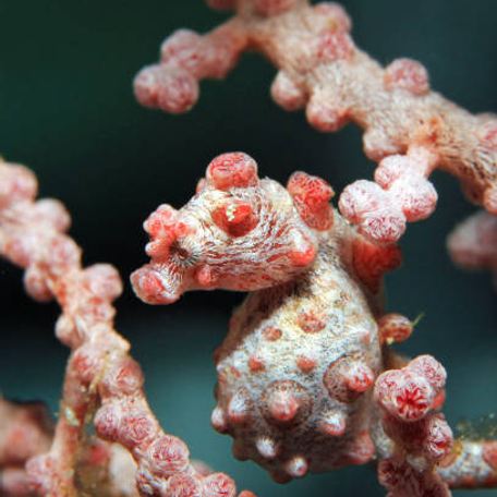 Close-up of pink pygmy seahorses that inhabit the Dampier Strait