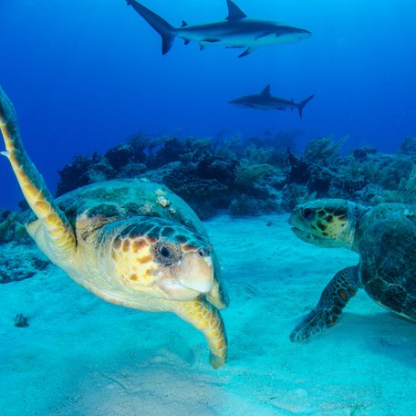 Turtles and sharks underwater in the Bahamas
