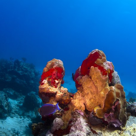 Orange colored coral on the seabed