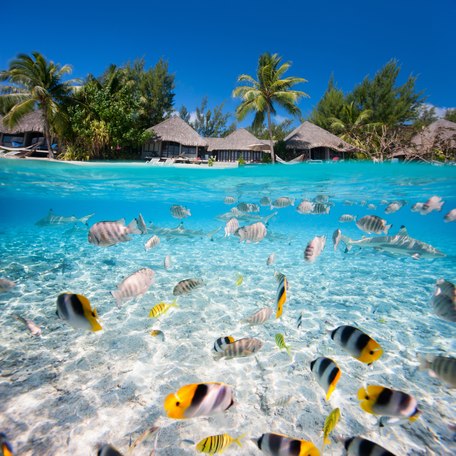 Brightly colored fish in the waters surrounding Tahiti, with wooden huts visible on the shore