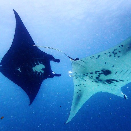 Two manta rays, one black, one white swimming next to each other 