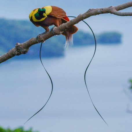 Yellow, red, and green bird-of-paradise perched on a thin branch with Kabui Bay in the background 