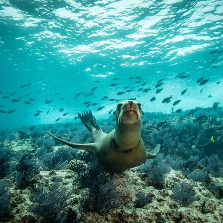 A sealion under the waters surrounding the Sea of Cortez