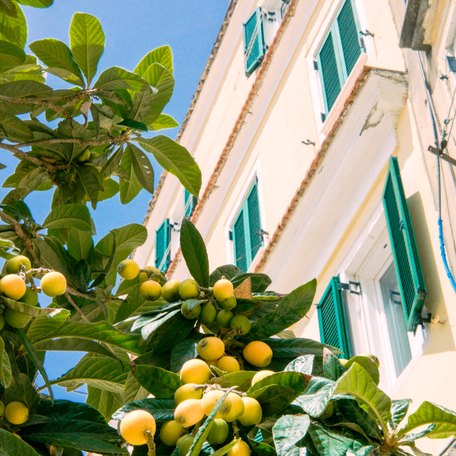 A lemon tree in front of a white-washed building in the Mediterranean