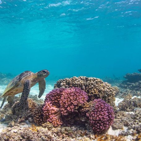 Turtle swimming by pink coral on the seabed 