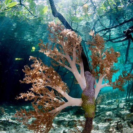 Pink coral growing in Kabui Bay's blue waters under mangroves 