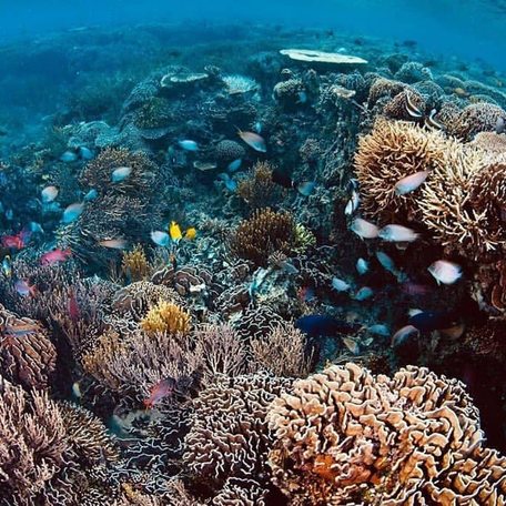 Coral reefs swarming with brightly colored fish 