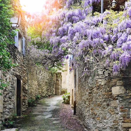 A narrow street with lavender growing on the walls