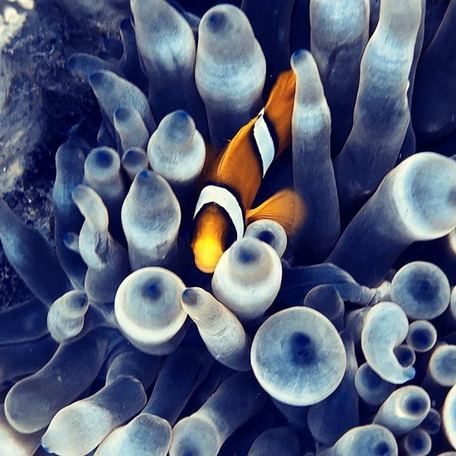 Clownfish swimming between coral reef