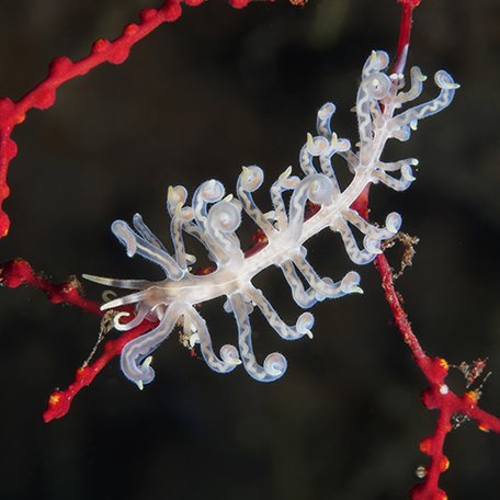 Close-up of white and red marine organism found in The Passage 