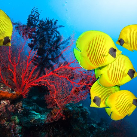 A group f six yellow fish swimming by corals around the Bahamas