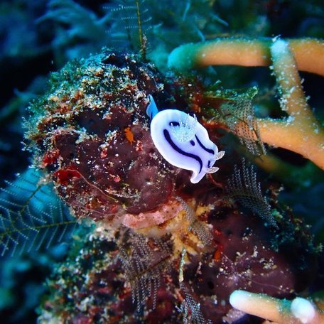 Close-up of a chromodoris in Cape Kri's coral reef