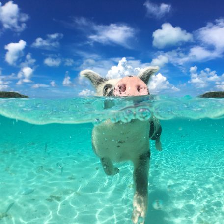 A pig swimming by a beach in the Bahamas