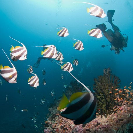 Scuba diver in the Maldives with a group of fish.