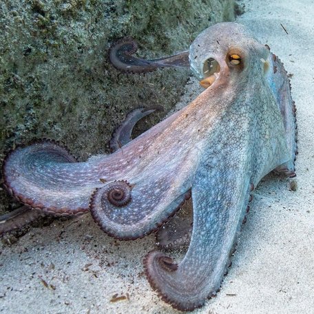 Octopus sighted in the water by the Sa Trinxa beachfront 
