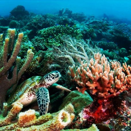 Turtle swimming from underneath coral in vibrant house reef 