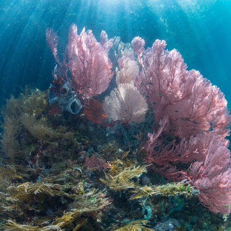 Pink and yellow coral reef near the waterway's surface