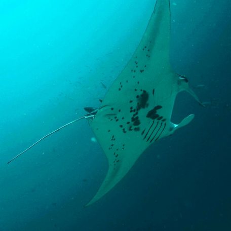 Giant manta ray's white underside 