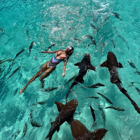 Exumas - Nurse sharks of Compass Cay swimming