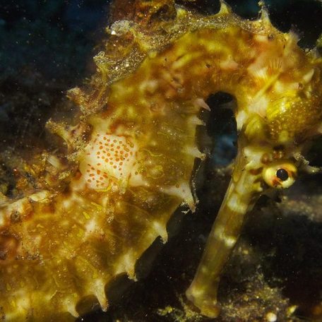 Close up of golden colored sea horse found in Batanta's waters 