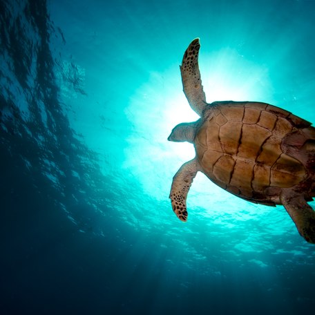 Underwater view looking up underneath a sea turtle in the ocean
