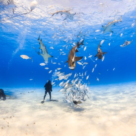 Divers in the Bahamas with large shoal of fish