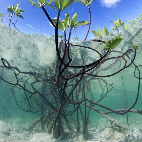 Mangroves growing under turquoise water 