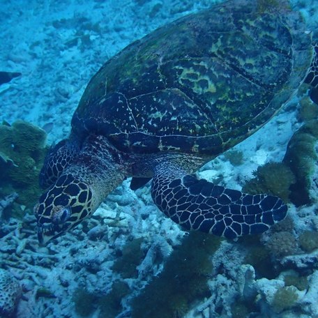 Close-up of turtle swimming near the seabed 