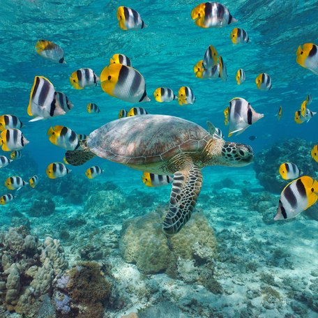 Sea turtle and fish in French Polynesia