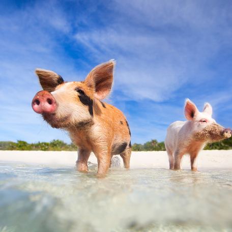 Two pigs standing in the water at an island in the Bahamas