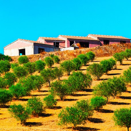 Lines of olive trees