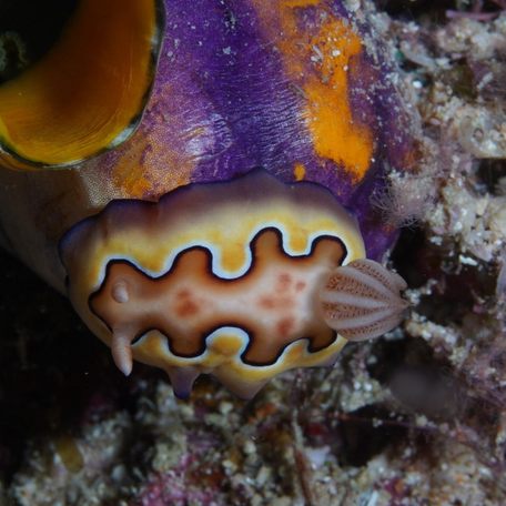 Close up of brightly-colored local marine life 