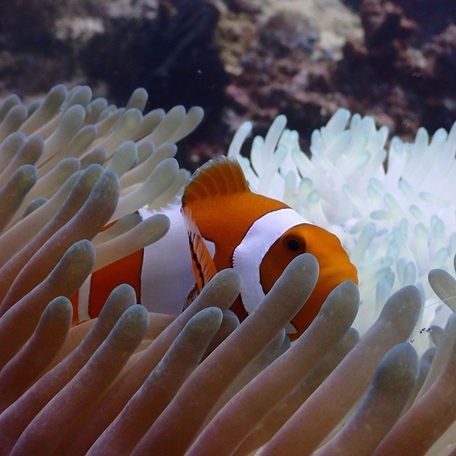 Clown fish nestled in coral reef