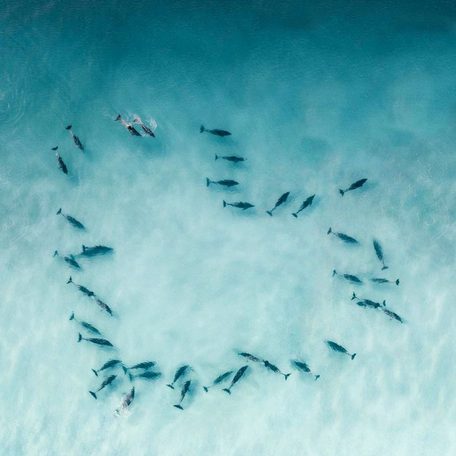 Dolphins forming a heart shape swimming in light blue water 