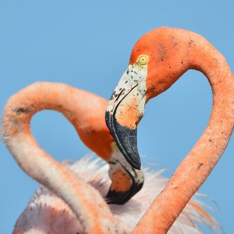 Close up view of two flamingo heads