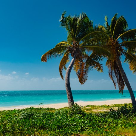 Overview of a beach in the Virgin Islands with two palm trees.