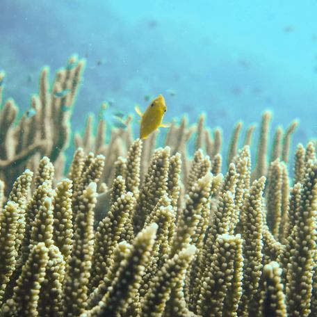 Small yellow fish swimming in reef 