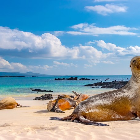 A sea lion on a beach in the Galapagos Islands