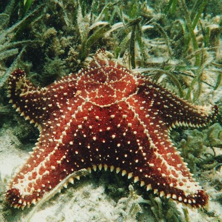 Red starfish on the seabed