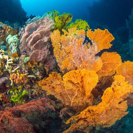 Large orange coral reef next to other species of reef