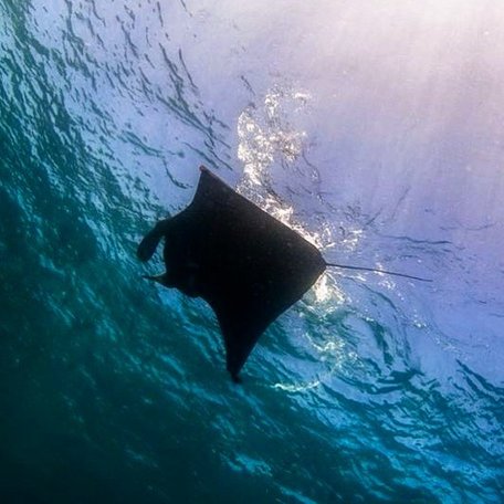 Silhouette of manta ray just under the water's surface 