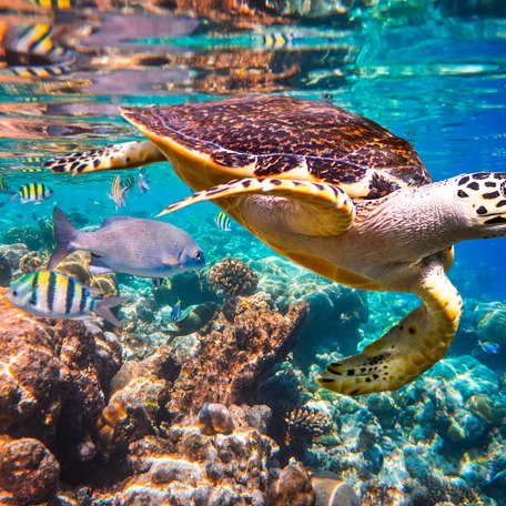 A Hawksbill turtle swimming in the Maldives
