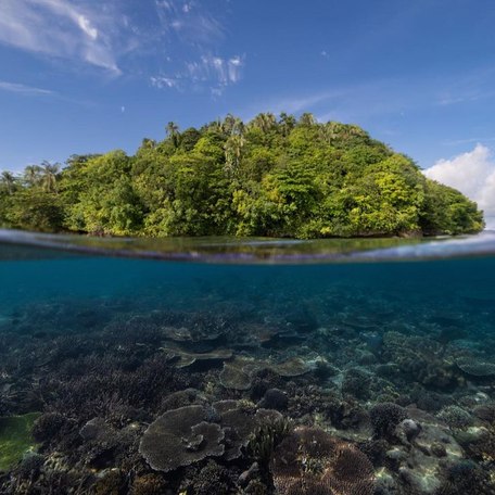 Sight of coral beneath the water's surface with the island's jungle in the background