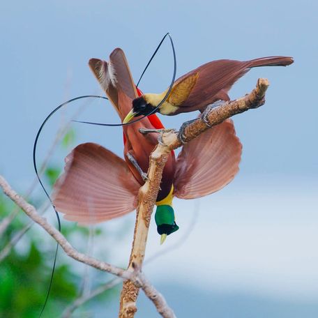 Two birds-of-paradise perched on a branch together 