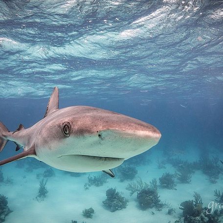 Shark swimming towards camera in turquoise water
